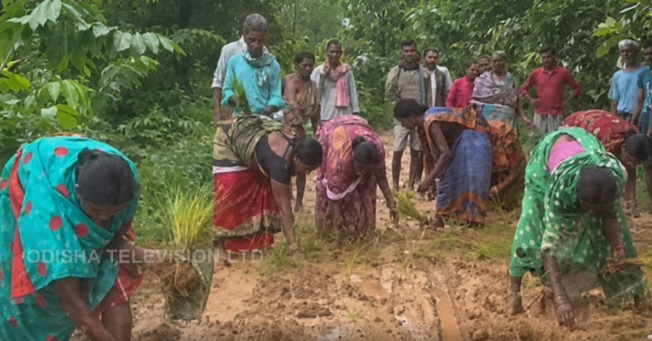 ରାସ୍ତାରେ ଧାନ ରୋଇ ମହିଳାଙ୍କ ଅଭିନବ ପ୍ରତିବାଦ, ତୁରନ୍ତ ରାସ୍ତା ମରାମତି ଦାବି